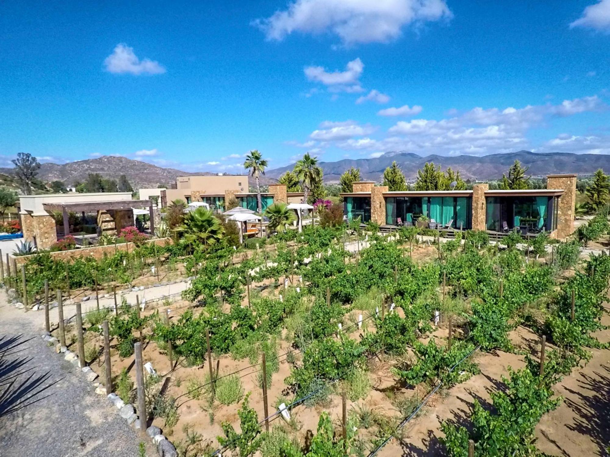 Entre Vinedos By Hotel Boutique Guadalupe Eksteriør billede